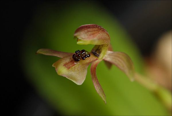 Chiloglottis trapeziformis