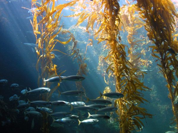 Kelp forest
