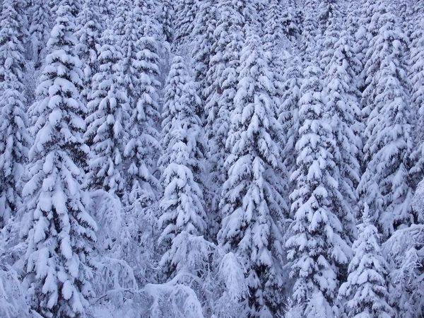 Spruce under snow