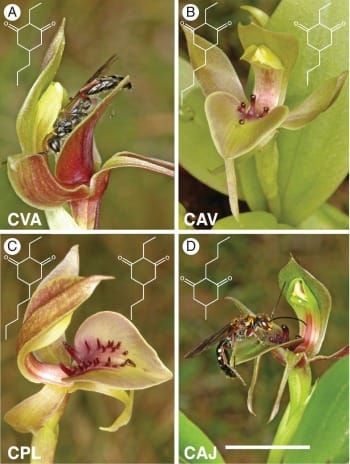 Chiloglottis orchids