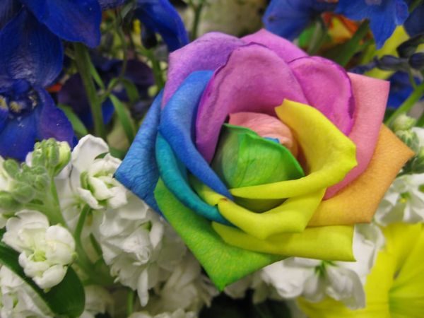 Rainbow rose