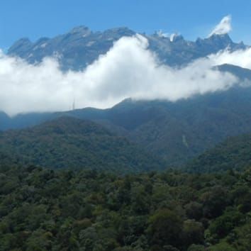 Canopy structure and conifer dominance in rainforests