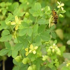 Adaptive and neutral variation in Psilopeganum sinense