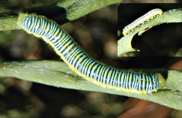An unwanted caterpillar