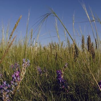 More closely related plants have more distinct mycorrhizal communities