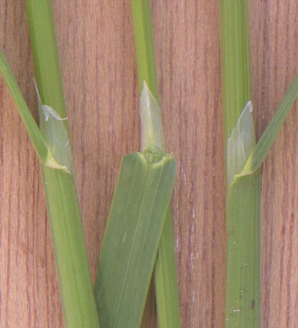 Image: Wikimedia Commons.