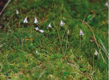 Maintenance of self-incompatibility in peripheral populations of a circumboreal woodland subshrub