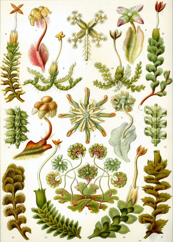 many mosses