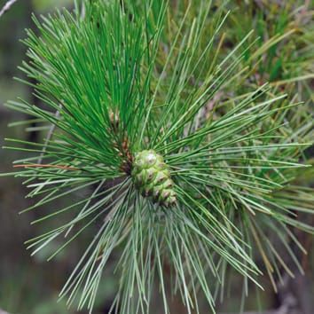 Differential drought tolerance in tree populations from contrasting elevations