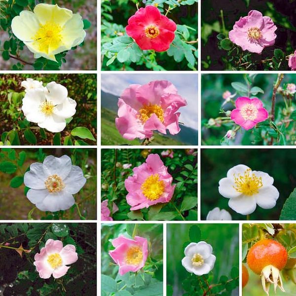 Phylogeny and biogeography of wild roses