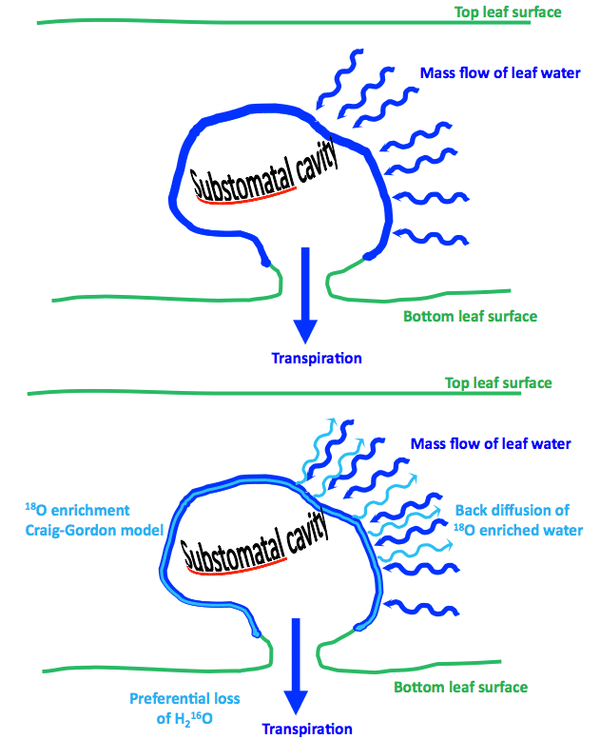 The Péclet effect
