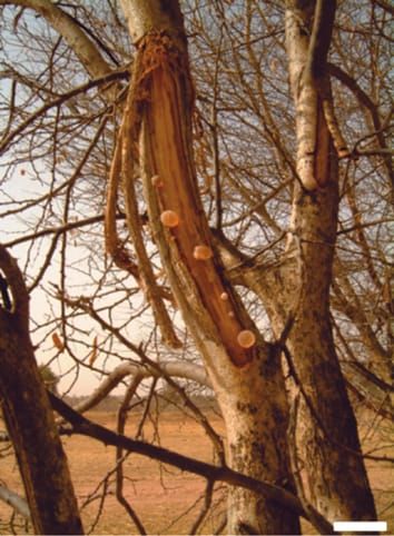 Rangewide ploidy variation and evolution in Acacia senegal: a north-south divide?