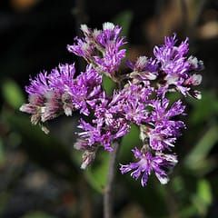 Chrysolaena obovata