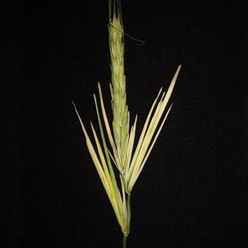 Phenotype instability modification by auxin inhibitors and 2,4-D