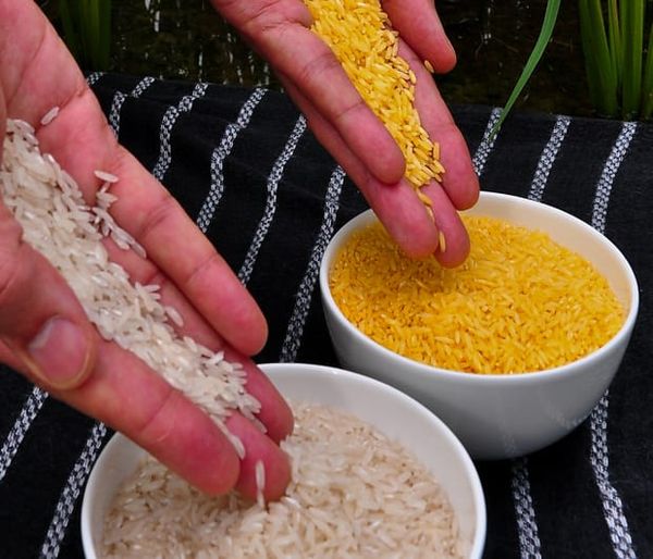 Image: International Rice Research Institute/Wikimedia Commons.