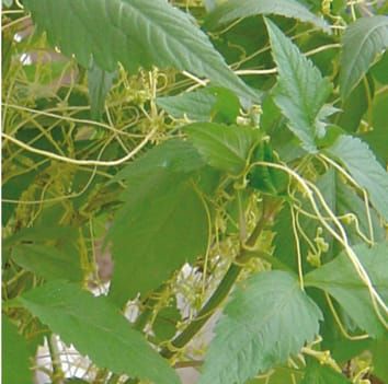 Effects of a native parasitic plant on an exotic invader decrease with increasing host age