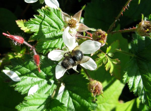 Osmia lignaria on a bramble
