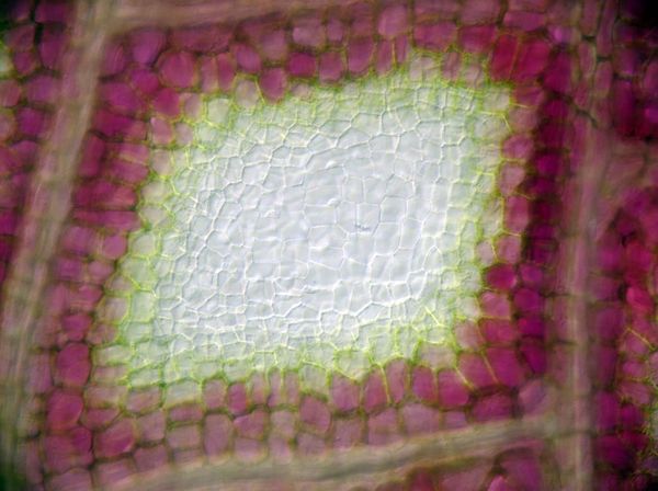 A window in Aponogeton madagascariensis.