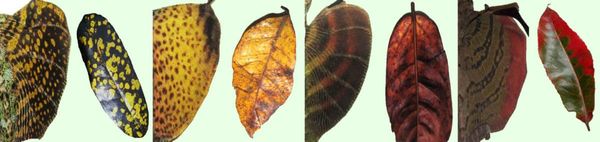Image: Klomp et al., Biology Letters 10: 20140743, 2014. [http://dx.doi.org/10.1098/rsbl.2014.0776]