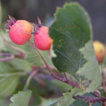 DNA barcodes from four loci provide poor resolution of taxonomic groups in the genus Crataegus