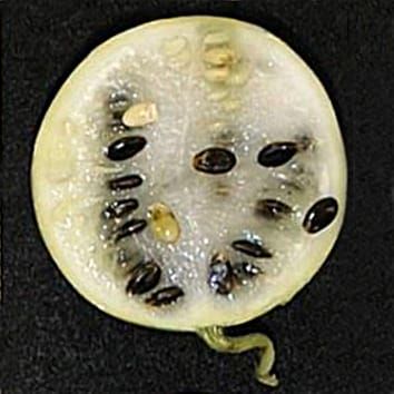 Origins of the sweet dessert watermelon (Research in Context)