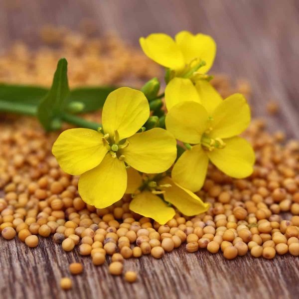 Yellow mustard flowers over mustard seeds on a wooden table.