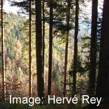 Tree root density model for heterogeneous forest ecosystems