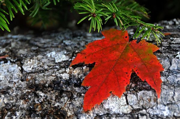 Maple Leaf