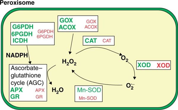 Model of reactive oxygen species (ROS) metabolism in peroxisomes from pepper fruit.