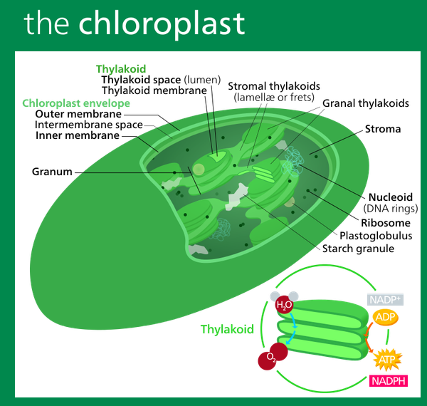 Chloroplast