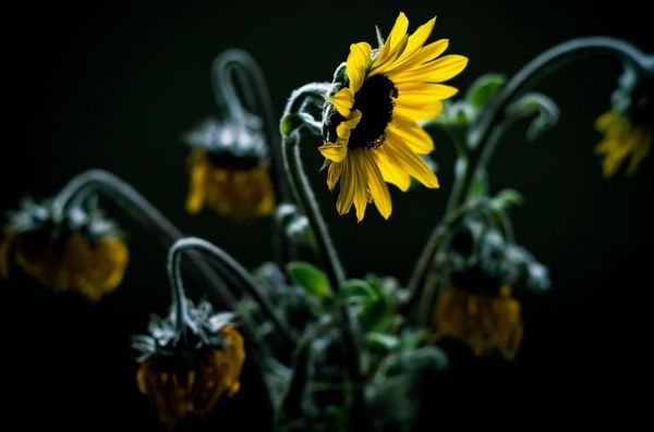 Helianthus annuus