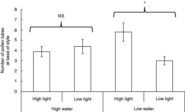Mean ± s.e. number of C. gaumeri pollen tubes at the base of the style in plants exposed to high and low water and light avai