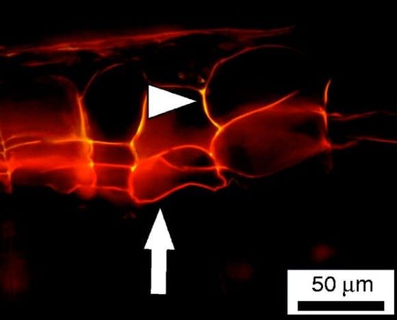 Microchemical tests of transversal sections from the petiole of K. pinnata cultivated during 23 d under supplemental UV-B rad