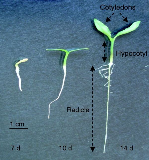 Appearance of a pepper seedling at different stages of development (7, 10 and 14 d old). Three main organs are distinguishabl