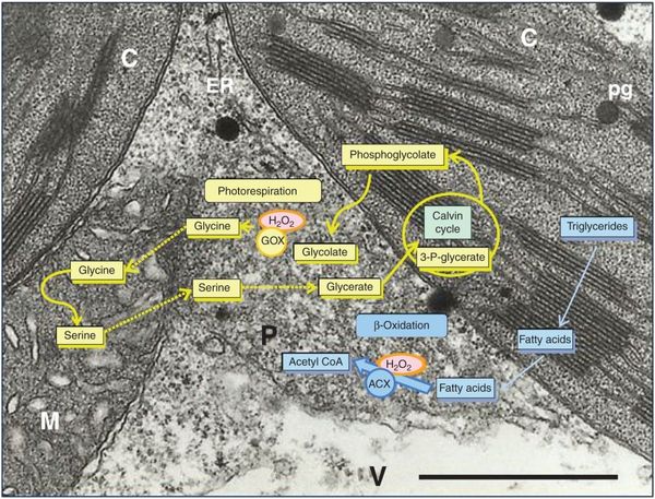 Peroxisomes sense and respond to environmental cues