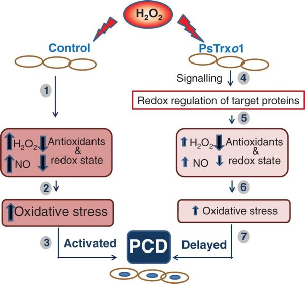 Role of PsTrxo1 in TBY-2 cell death after treatment with 35 mM H2O2.