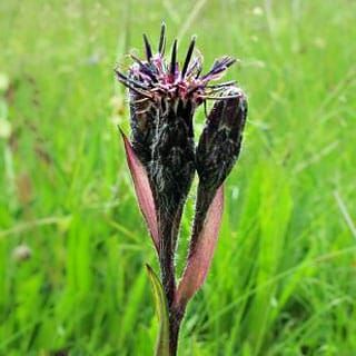 Saussurea nigrescens