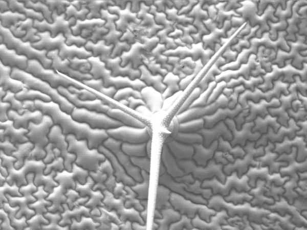 Plant Science at the leading edge