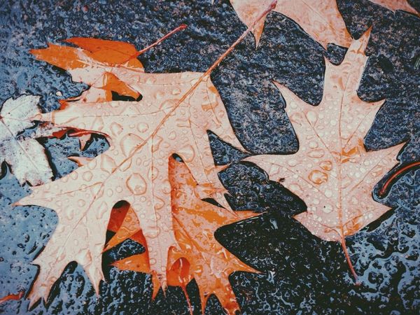 Autumn Leaves