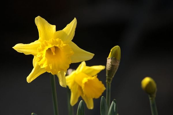 Daffodils