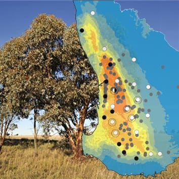 Tree and climate