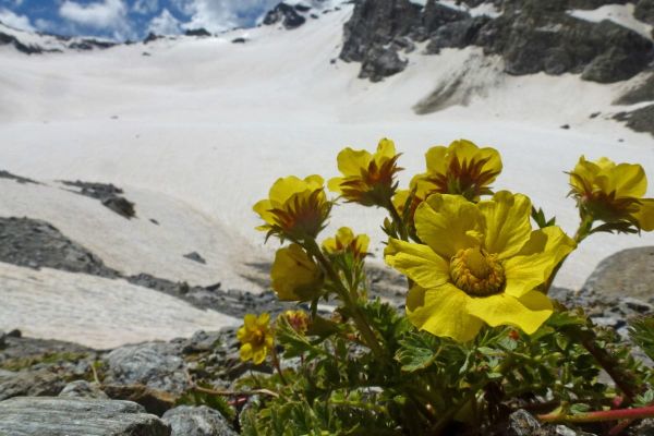 Geum reptans