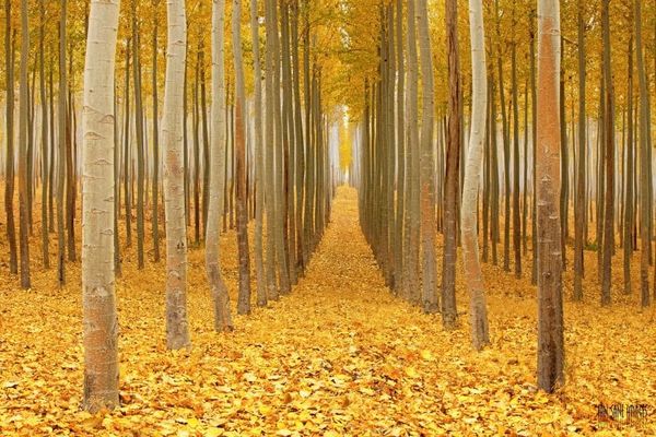 Yellow rows