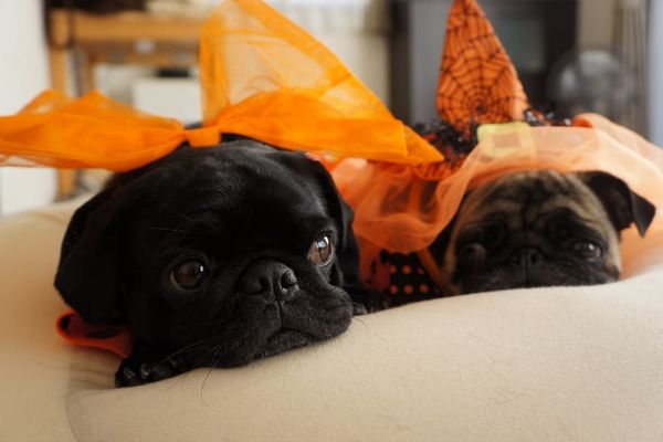 Puppy Hallowe'en