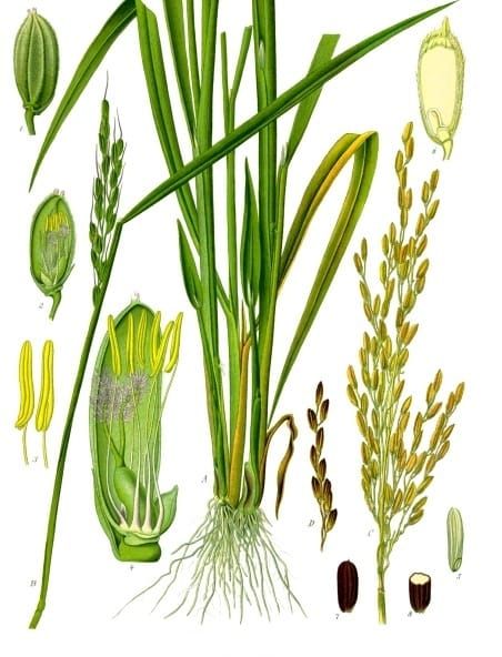 Location, Location, Location [Or, Why rice is thrice as nice (maybe…)]
