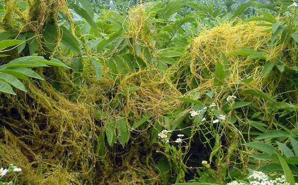 Cuscuta europaea on Sambucus ebulus