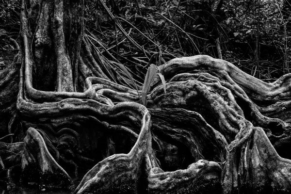 roots