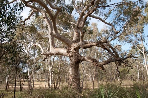 Eucalyptus viminalis cygnetensis
