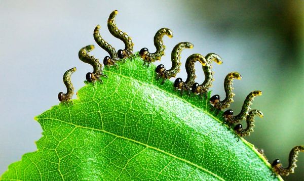 Herbivores on a leaf