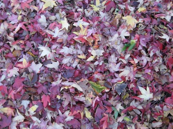 Kew Autumn Leaves Styrax